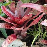 Neoregelia 'Atlantis'