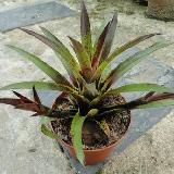 Vriesea lubbersii