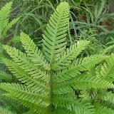 Pteris fauriei