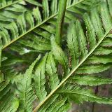 Pteris exigua