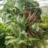 Tillandsia 'Curly Slim'