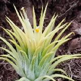 Tillandsia ionantha 'Druid'