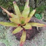Neoregelia 'Li Hing'