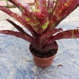 Neoregelia 'Hera Little Bright'