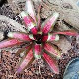 Neoregelia 'Kohala Dawn Red'