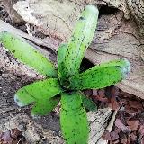 Neoregelia 'Jamocha'