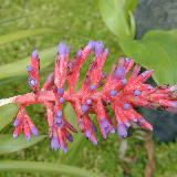 Aechmea hoppii