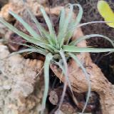 Tillandsia 'Eric Knobloch'