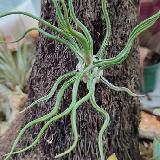 Tillandsia 'Showtine'