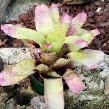 Neoregelia 'Little Rose'