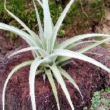 Tillandsia 'Majestic'