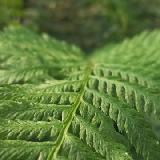 Dryopteris carthusiana