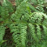 Dryopteris carthusiana