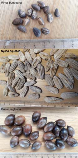 Production des plants, semis de graines