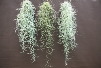 Tillandsia : cette mystérieuse plante sans racine