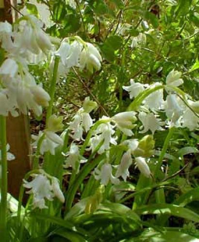 Hyacinthoides non-scripta 'Alba' - Hyacinthaceae - Jacinthe des bois forme  blanche