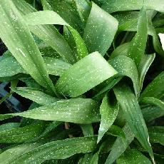 Aspidistra  'Milky Way'
