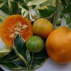 Citrus madurensis  'Variegata'