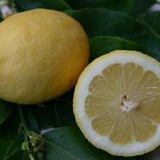 Citrus limon  'Eureka'