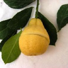 Citrus limon  'Poire'