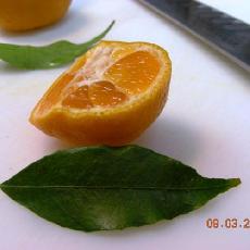 Citrus deliciosa  'de Blidah'