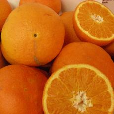 Citrus sinensis  'Ricalate'