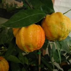 Citrus aurantium  'Striata'