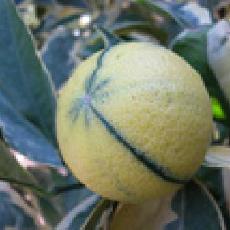 Citrus sinensis  'variegata'