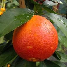 Citrus sinensis  'sanguinelli'