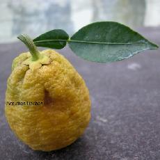 Citrus ichangensis  'Ichang Papeda Blanc'