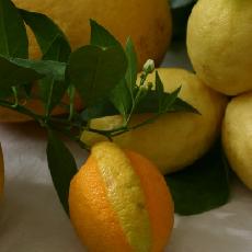 Citrus  limon  'Gilou'