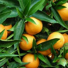 Citrus reticulata  'clementinier'