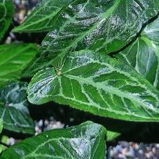 Pinellia cordata  'Green Form'