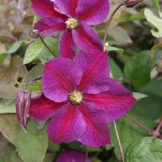 Clematis  'Star of Pakistan' ®Zostapa'