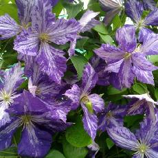 Clematis  'Tie Dye'