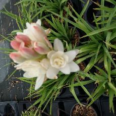 Polianthes tuberosa 'The Pearl'