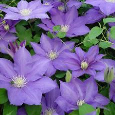 Clematis  'H.F Young'