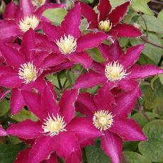 Clematis  'So Many Red Flowers ®Zo 06178'