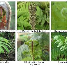 Lot Fougères Zones Humides En 1 Litre. Osmunda,Dryopteris, Matteuccia, Phegopteris, Athyrium