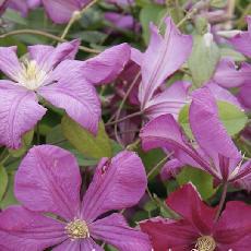 Clematis viticella  'Margot Koster'
