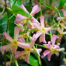 Trachelospermum asiaticum  'Pink Showers'
