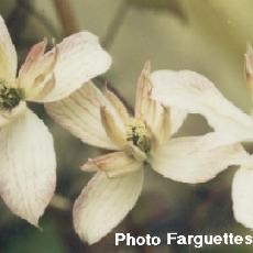 Clematis montana  'Marjorie'