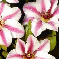 Clematis  'Souvenir Capitaine Thuilleaux'