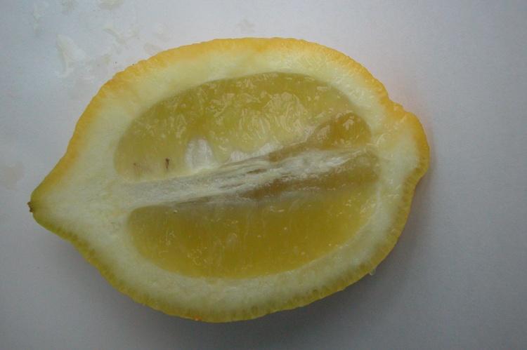 Citrus limon  'Fleurs d'oranger'