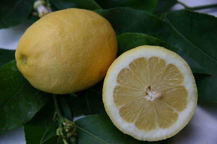 Citrus limon  'Eureka'