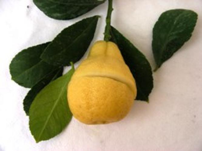 Citrus limon  'Poire'