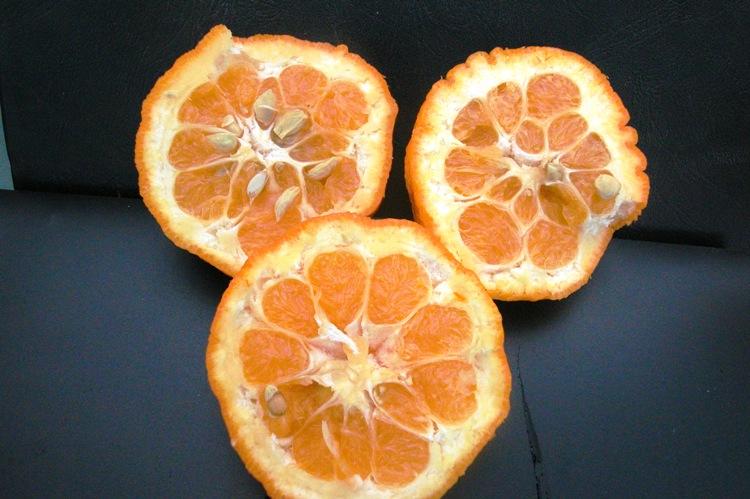 Citrus aurantium  'Bouquetier de Nice'