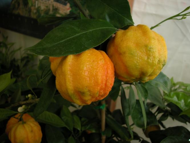Citrus aurantium  'Striata'
