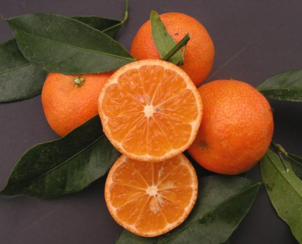 Citrus clementina  'Caffin'