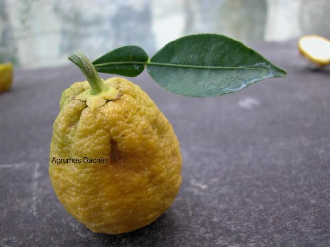 Citrus ichangensis  'Ichang Papeda Blanc'